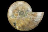 Cut & Polished Ammonite Fossil (Half) - Madagascar #157967-1